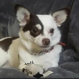 Trixie - Chihuahua