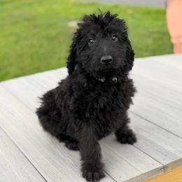 Theo - Black male Labradoodle puppy in Georgetown, South Carolina from Muddy Bay Kennels