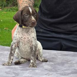Yellow collar female - Liver and white female German Shorthaired Pointer puppy in New York from Bishop Kennels