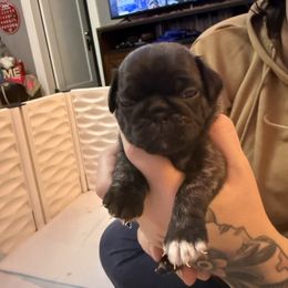 Noodle - Brindle female Pug puppy in Vader, Washington from Tanori Kennels