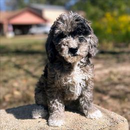 Toffee - Merle female Goldendoodle puppy in Pittsburg, Texas from Grace Springs Goldendoodles
