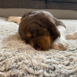 English Springer Spaniel Puppies from Timothy Naylor