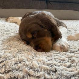 English Springer Spaniel Puppies from Timothy Naylor