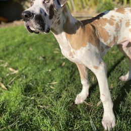 Great Dane Puppies from Phoenix Family Danes