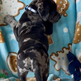 Great Dane Puppies from Split Rock Danes