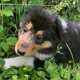 Carla - Black white and tan female Collie puppy in Yulee, Florida from Three Collie Farm