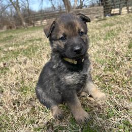 Maddy - Sable female German Shepherd puppy in Milan, Illinois from Stonewick German Shepherds