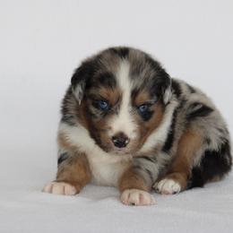 Lariet - Blue merle male Miniature Australian Shepherd puppy in Circleville, Utah from Canyon Creek Aussies