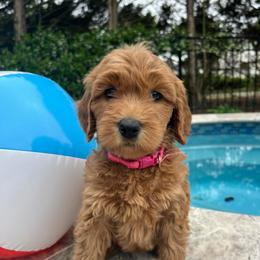 Pink - Red  female Goldendoodle puppy in Indian Trail, North Carolina from Castleberry Doodles and Poodles