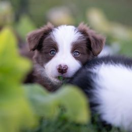 Girl 3 - Red female Border Collie puppy in Memphis, New York from Dual Traxx Border Collies