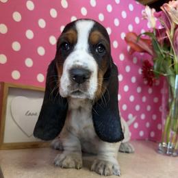 Basset Hound Puppies from The Basset Boutique
