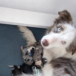 Sharon - Black female Border Collie puppy in Sanger, California from Flying M Cactus Ranch Buddies