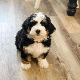 Bernedoodle Puppies from Furry Tail Doodles