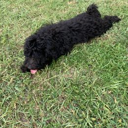 Sheepadoodle Puppies from Riley Grace Puppies