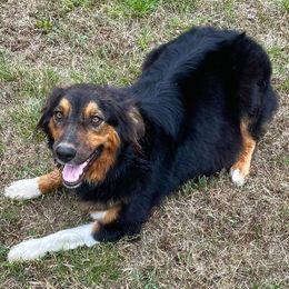 Australian Shepherds from A&K Southern Aussies