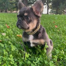 Marc - Blue male French Bulldog puppy in Des Moines, Iowa from Frenchie Dreams Come True