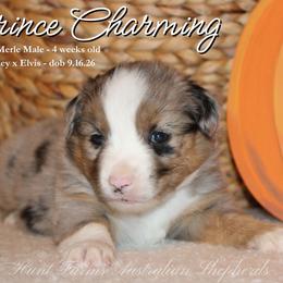 Prince Charming - Blue merle male Miniature Australian Shepherd puppy in Grandfield, Oklahoma from Hunt Farms Australian Shepherds
