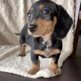 Salem - Black and tan female Dachshund puppy in Tonopah, Arizona from Brandie's Dachshunds