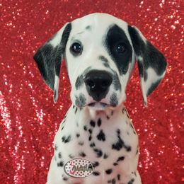 Easter Egg - White and black Dalmatian puppy in Mckinney, Texas from 5 Alarm LUA Dalmatians & Bling Tiny Doodles