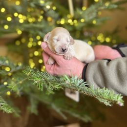 Boy - Cream male Dachshund puppy in Walla Walla Valley, Oregon from English Cream Dachshunds