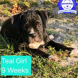 Teal Collar - Brindle female Boxer puppy in Pass Christian, Mississippi from Amanda's Boxers