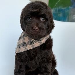 G- Chocolate Boy - Chocolate female Goldendoodle puppy in Lewisville, Texas from Texas Goldendoodle Lovers
