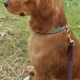 Golden Retriever All Grown Up from Brigadoon Goldens