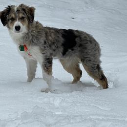 Border Collie Puppies from Lil Maine Border Collies