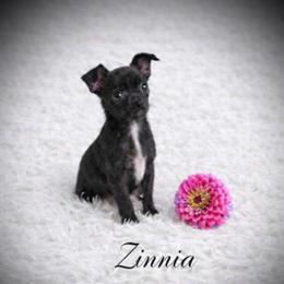 Health Tested CKC Zinnia - Fawn brindled black female Chihuahua puppy in Scottdale, Pennsylvania from Itty Bitty Boston & Chi Co, Veteran Owned
