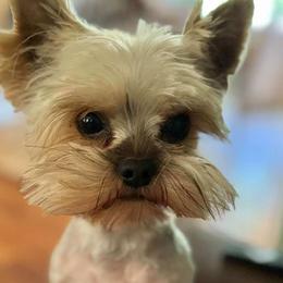 Beckett - Yorkshire Terrier