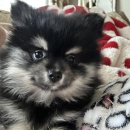 Pomeranian and Pomsky Puppies from Capital Poms & Pomskies