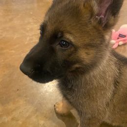 German Shepherd Puppies from Rammstein Kennels