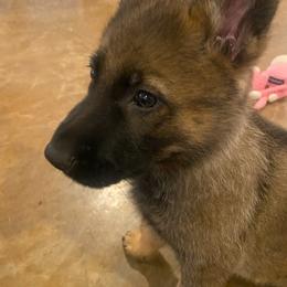 German Shepherd Puppies from Rammstein Kennels