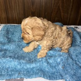 Cavapoo Puppies from Teddy & Elly Litter