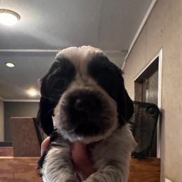 Red Collar Boy - Liver white and roan male English Springer Spaniel puppy in Collins, Georgia from English Springer Spaniels at Lands Lodge