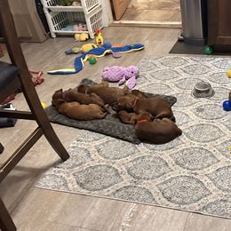 Irish Terrier Puppies from Kimerik Irish Terriers