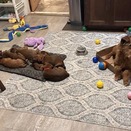 Irish Terrier Puppies from Kimerik Irish Terriers