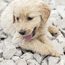 Goldendoodle and Labradoodle Puppies from Rising Star Doodles