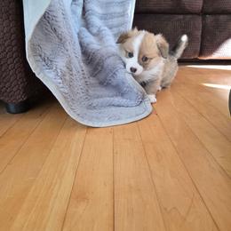 Red Collar - Red male Pembroke Welsh Corgi puppy in Fallon, Nevada from Fuzzy Butt Corgies