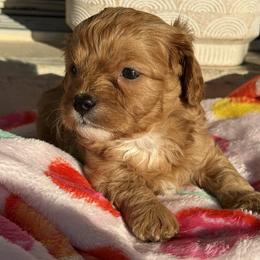 Valentino - Red male Cavapoo puppy in Ocala, Florida from Clad Doodles