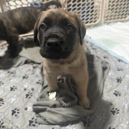 Amy - Purple Collar - Fawn female Mastiff puppy in Layton, Utah from 2A Mastifs