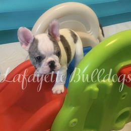 French Bulldog Puppies from Lafayette Bulldogs