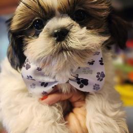 Shih Tzu Puppies from Grandma Ts Precious Puppies