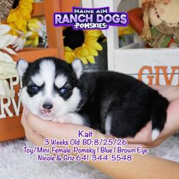 Kait - Black and white female Pomsky puppy in Humeston, Iowa from M.A.R. Dogs