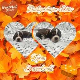Tyron - Tri-Roan male English Springer Spaniel puppy in Westover, Maryland from Sterling's springer Haven