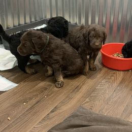 German Shorthaired Pointers and Labradoodles from Shining D Ranch