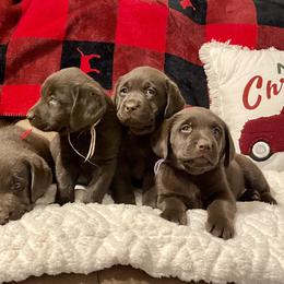 Labrador Retriever Puppies from Heather Luis