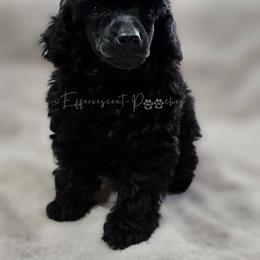 Jett - Black male Poodle puppy in Coolidge, Arizona from Effervescent-Pooches