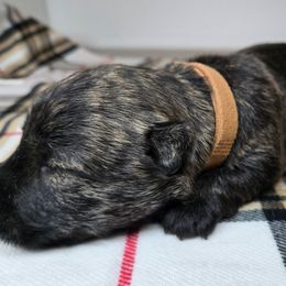 Puppy 1 - Brindle male Scottish Terrier puppy in San Tan Valley, Arizona from For the love of Scotties