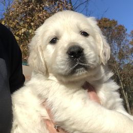 Golden Retriever Puppies from MayHaven English Cream Retrievers